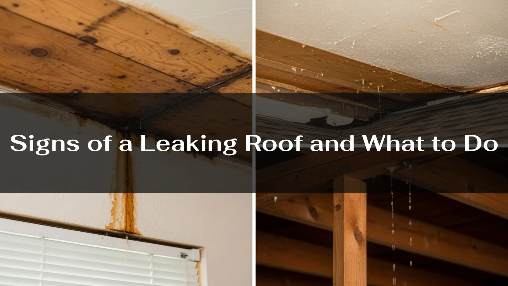 Signs of a Leaking Roof and What to Do